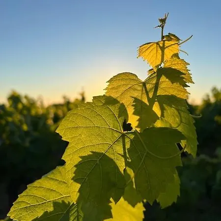 Poetique Entre Vignes, Loire Et Moulin בית נופש Divatte-sur-Loire
