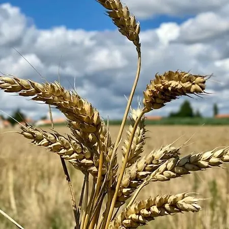 בית נופש Poetique Entre Vignes, Loire Et Moulin Divatte-sur-Loire
